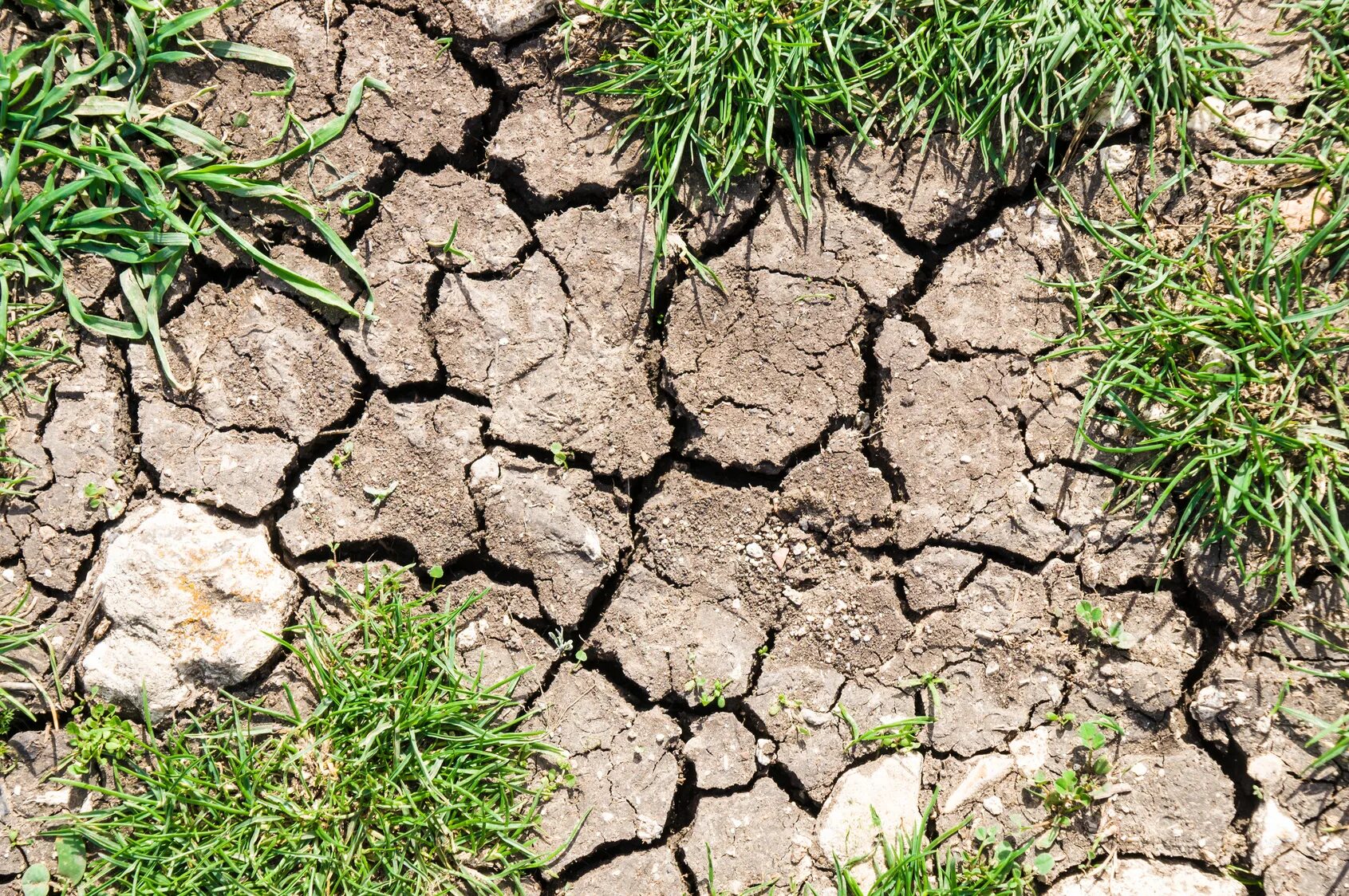 Плохая почва. Цветок на сухой земле. Растения сухих почв. Росток из земли. Растения сухих почв.