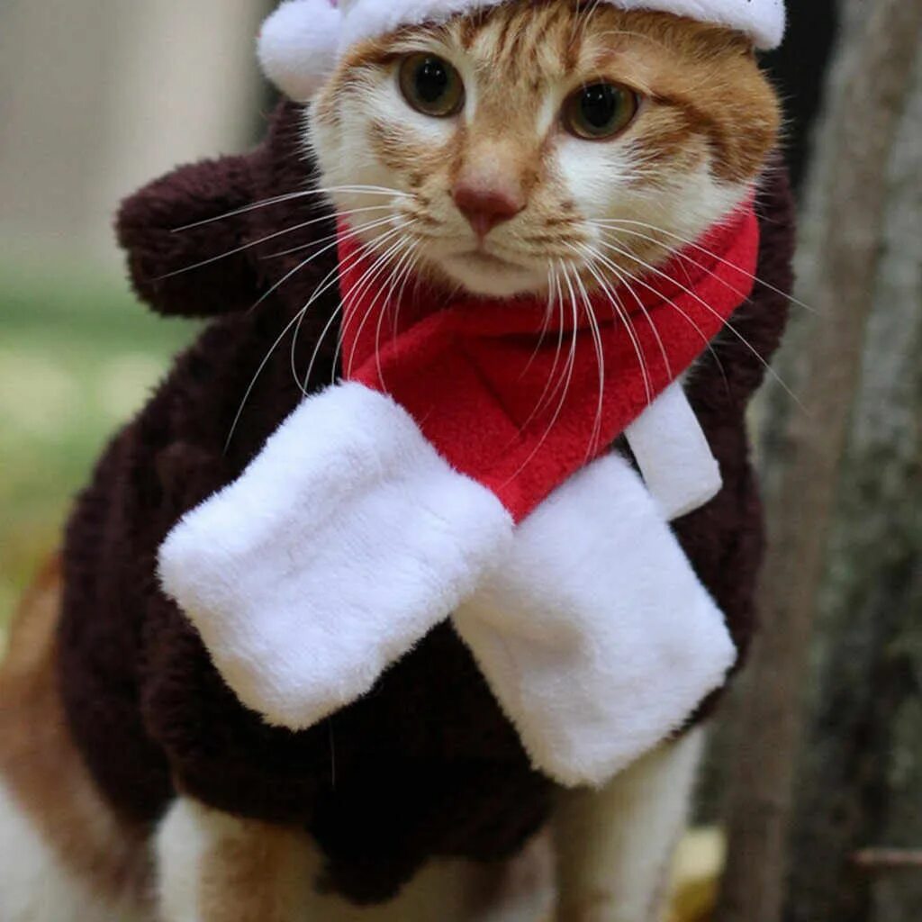 Кошка в платочке. Кошка в шарфике. Коты в шарфах. Кот в шапке и шарфе. Кот в бандане.