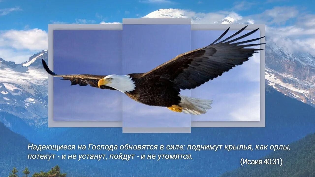 Надеющиеся на господа поднимут крылья как орлы. А надеющиеся на господа обновятся в силе поднимут крылья как орлы. поднимут крылья как орлы потекут.