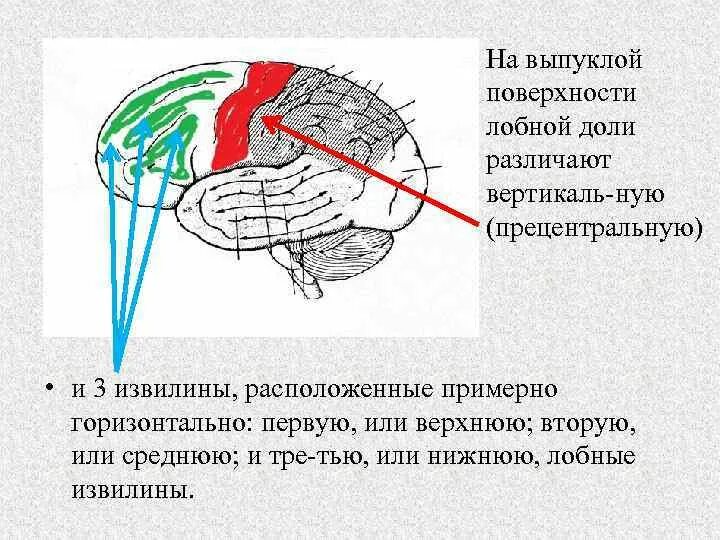 Поверхности коры больших полушарий. Медиальная поверхность лобной доли. Извилины лобной доли. Борозды лобной доли. Извилины лобной доли головного мозга.