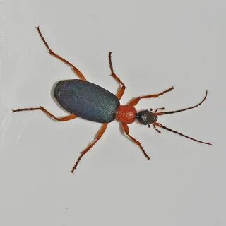 Aut bugs