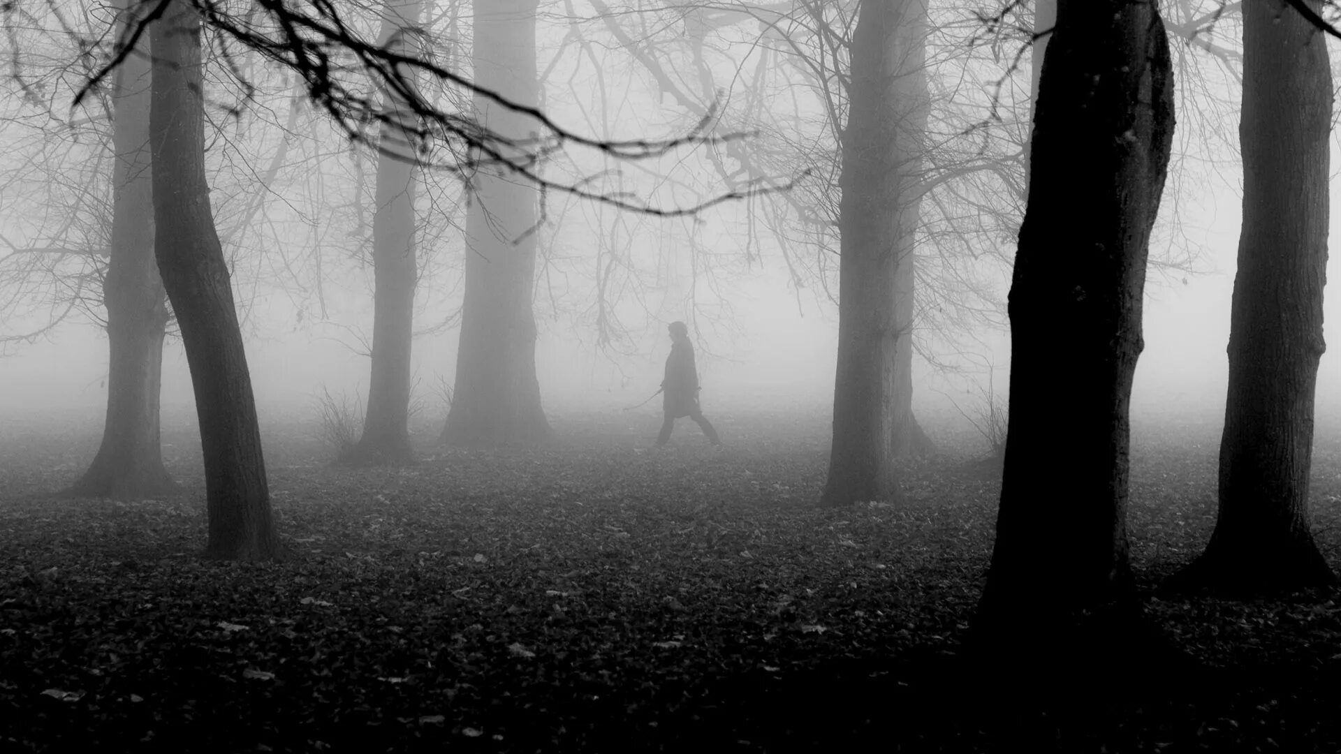 окружающее мрак. окружающее мрак. ночной мрак. ночной лес. человек в темном лесу.