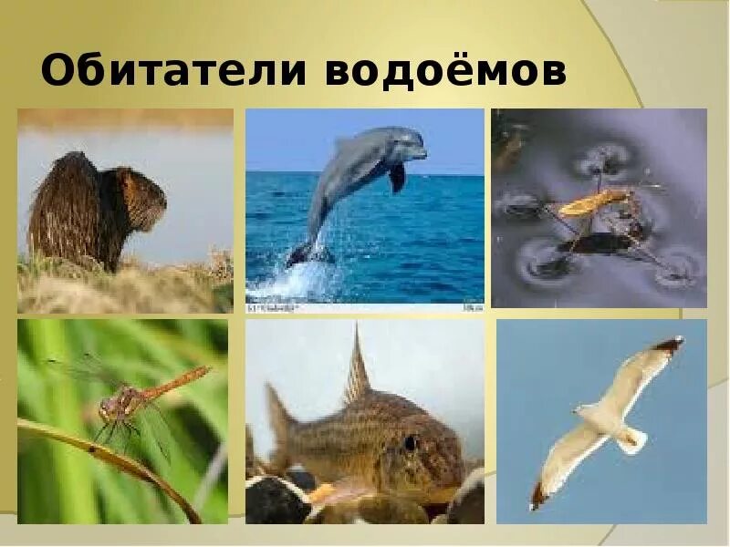 Рыбы пресных и соленых водоемов 3 класс. Обитатели соленых водоемов 2 класс. Рыбы пресных водоемов. Животные соленых водоемов. Обитатели соленых и пресных.
