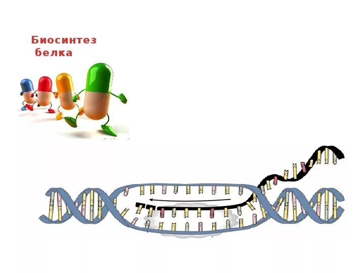 Биосинтез белка биология 10. Биосинтез белка. Синтез белка. Биосинтез белка картинки. Синтез белка презентация.