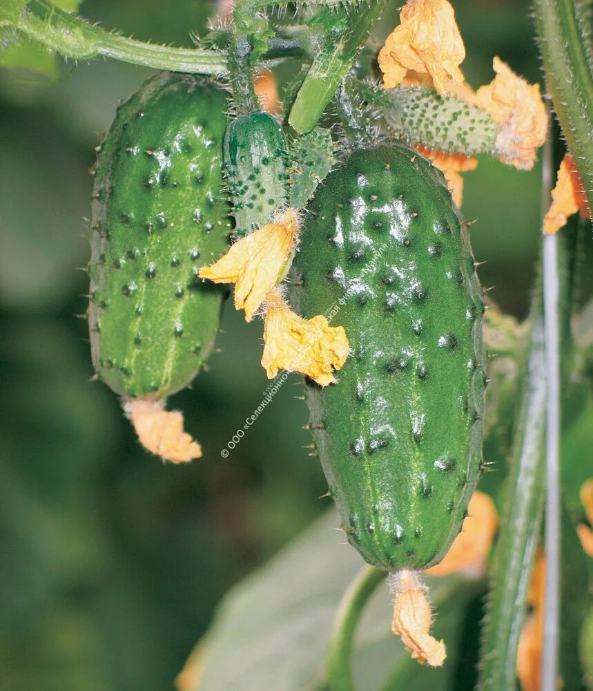 Шипы огурцов. Огурец кардинал. Огурец динамит f1. Огурец уралец. Огурец будь здоров f1.