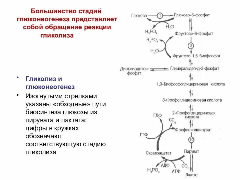 Установите последовательность этапов окисления крахмала. Схема процесса глюконеогенеза биохимия. Синтез Глюкозы из пирувата реакции. Гликолиз и глюконеогенез биохимия. В формулах реакции глюконеогенеза.