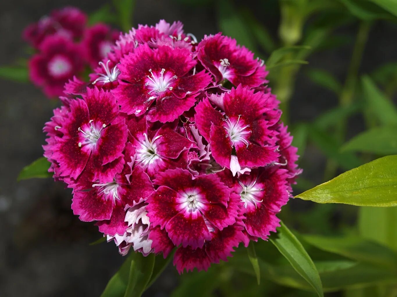 Гвоздика турецкая «Холборн Глори». Гвоздика Dianthus chinensis. Гвоздика (Dianthus chinensis) Coronet. Гвоздика турецкая Хайматланд. Цветы турецкой гвоздики