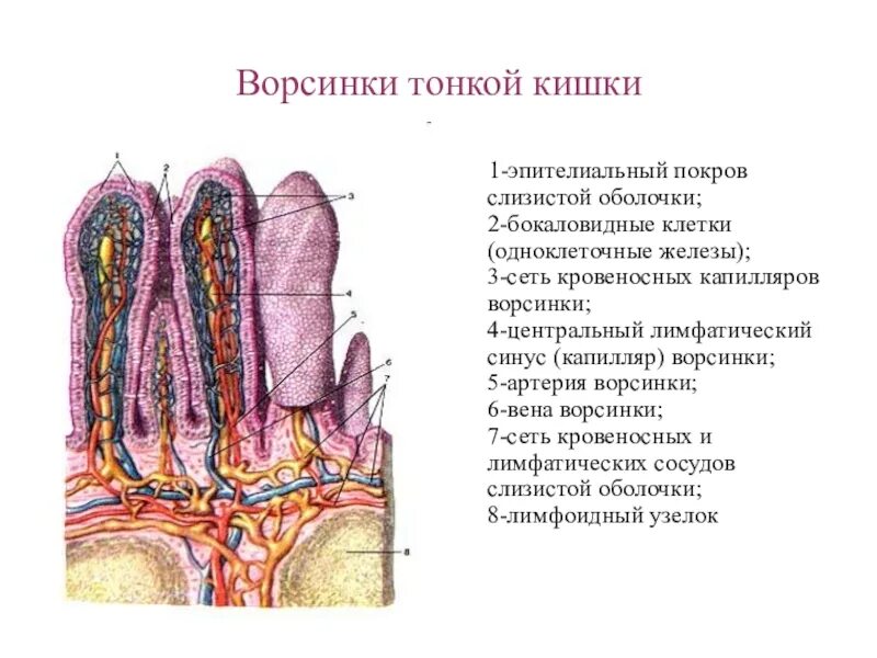 Строение слизистой оболочки кишечника. Строение кишечной ворсинки тонкой кишки. схему строения ворсинки слизистой оболочки тонкой кишки. строение кишечной ворсинки человека схема. ворсинка слизистой оболочки тонкого кишечника.
