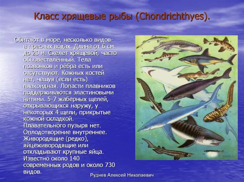 Биология про рыб 7 класс. Представители хрящевых рыб 7 класс. Хрящевые рыбы 7 класс биология. Класс хрящевые рыбы акулы. Отряд акулы представители.