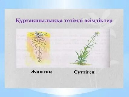 Анна Пакин порно