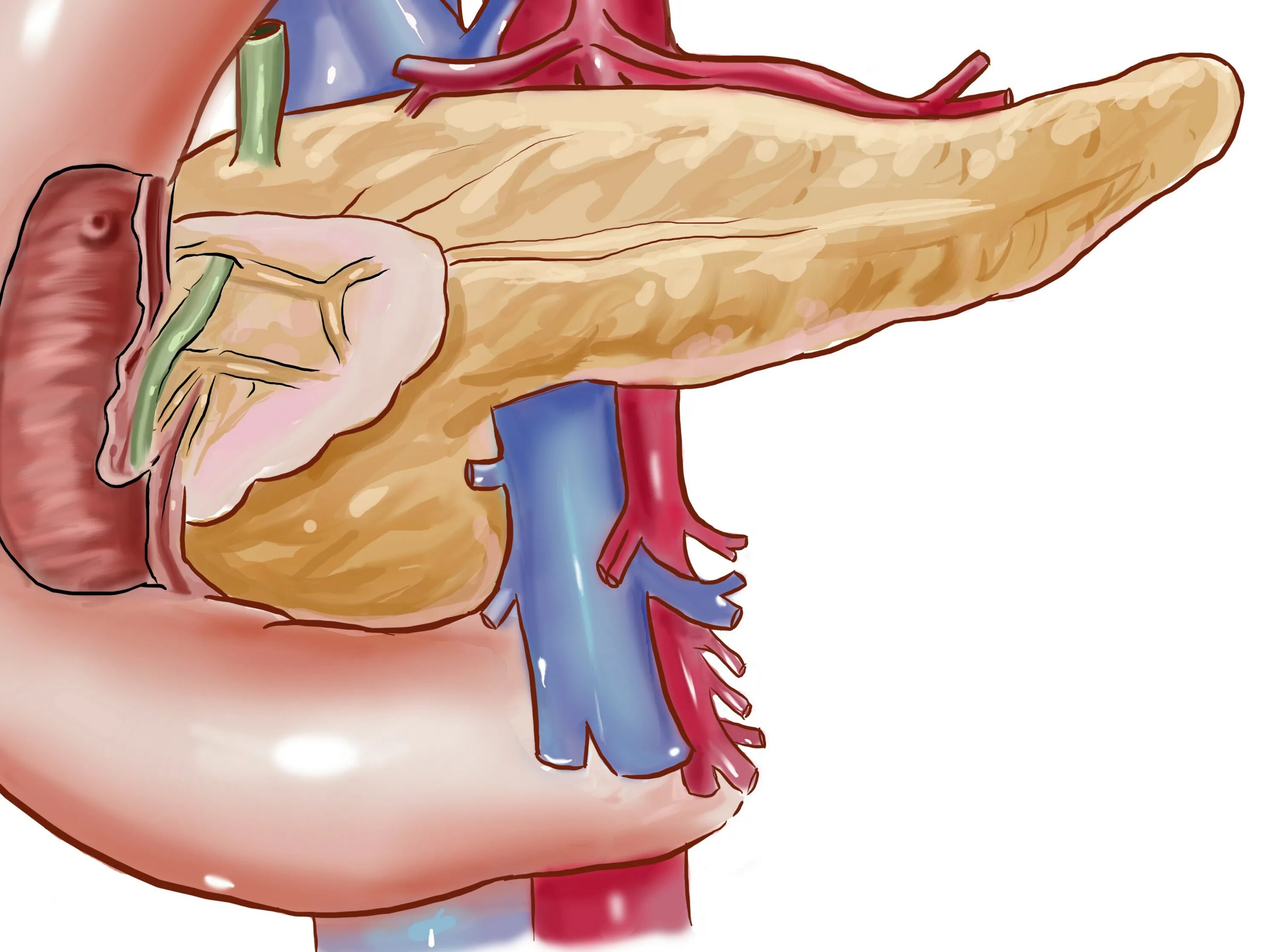 где находится поджелудочная железа у человека показать. поджелудочная железа располагается в брюшной полости. поджелудочная железа пропедевтика. желудок поджелудочная селезенка. зоны пальпации поджелудочной железы.