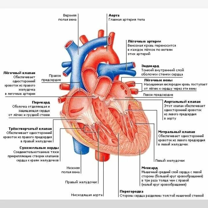 строение сердца клапаны сосуды. четырехкамерное сердце строение. строение сердца человека с подписями. внутреннее строение сердца человека. внутреннее строение сердца человека.