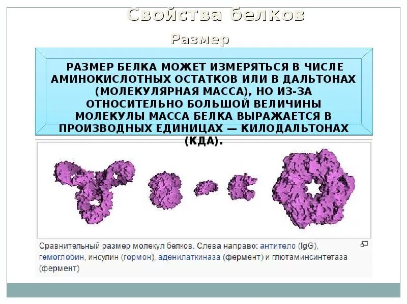 Первые белковые. Белки и нуклеиновые кислоты. Принципы построения белковых молекул и нуклеиновых кислот.. Белки нуклеиновые кислоты строение. Белки и нуклеиновые кислоты биология.