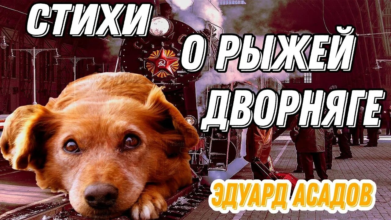 Стихотворение Асадова о рыжей дворняге. Рыжая дворняга стих.