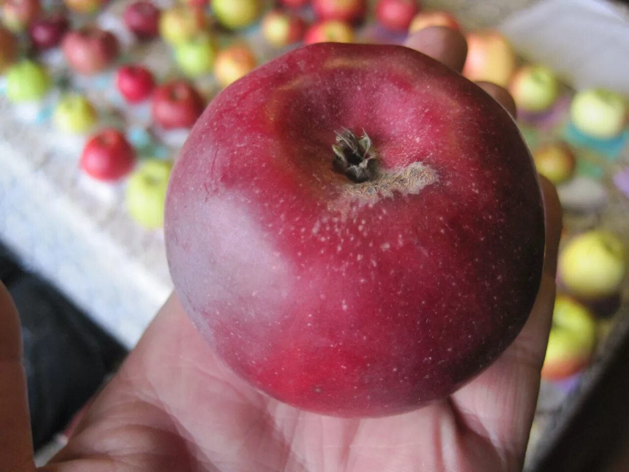 Free Images : fruit, food, produce, vegetable, autumn, red apple, fruits, apples