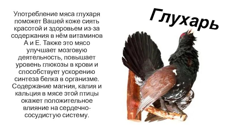 Сколько весит глухарь