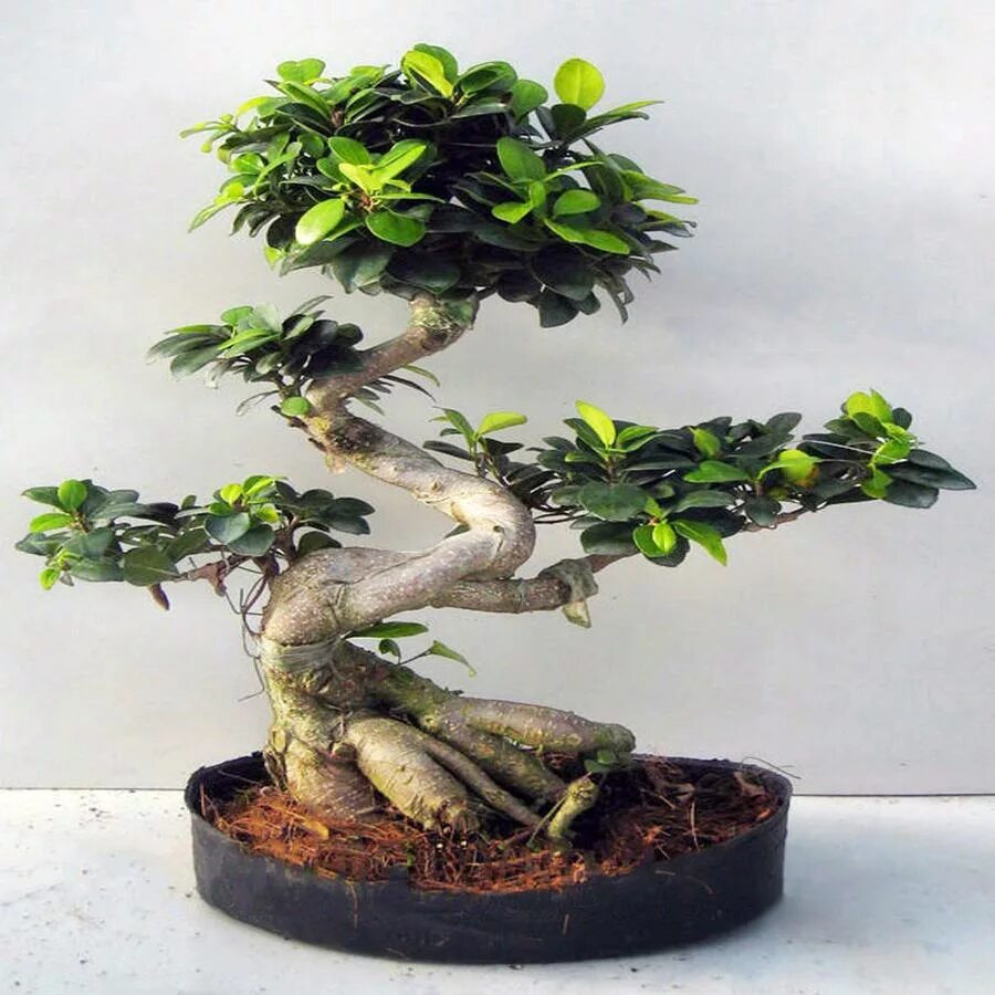 Фикус микрокарпа уход в домашних условиях фото Ficus Ginseng in 2022 Ficus, Plants, Ginseng