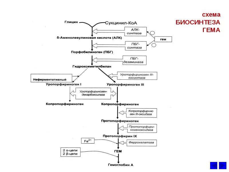 Синтез гему. Синтез гема биохимия схема. Синтез гемоглобина биохимия схема. Общая схема синтеза гема место протекания. Схему синтеза гема из порфобилиногена.