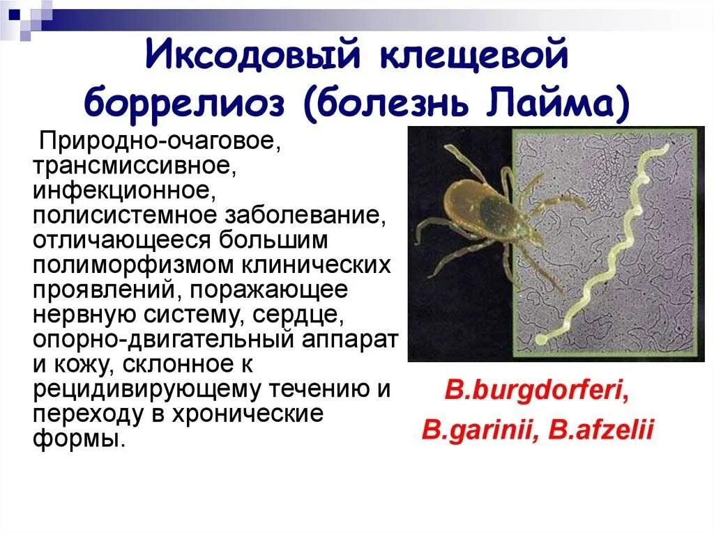 Иксодовый клещевой боррелиоз возбудитель характеристика. Клещевой лайм боррелиоз осложнения.