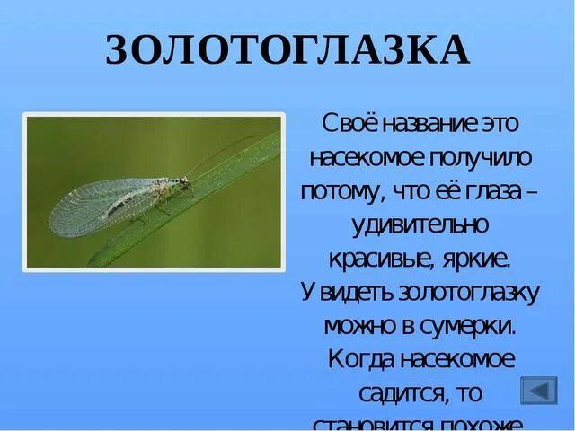 Насекомые получили свое название. Золотоглазка насекомые. почему насекомые так называются. почему насекомых так называют 3 класс. насекомые почему их так назвали.