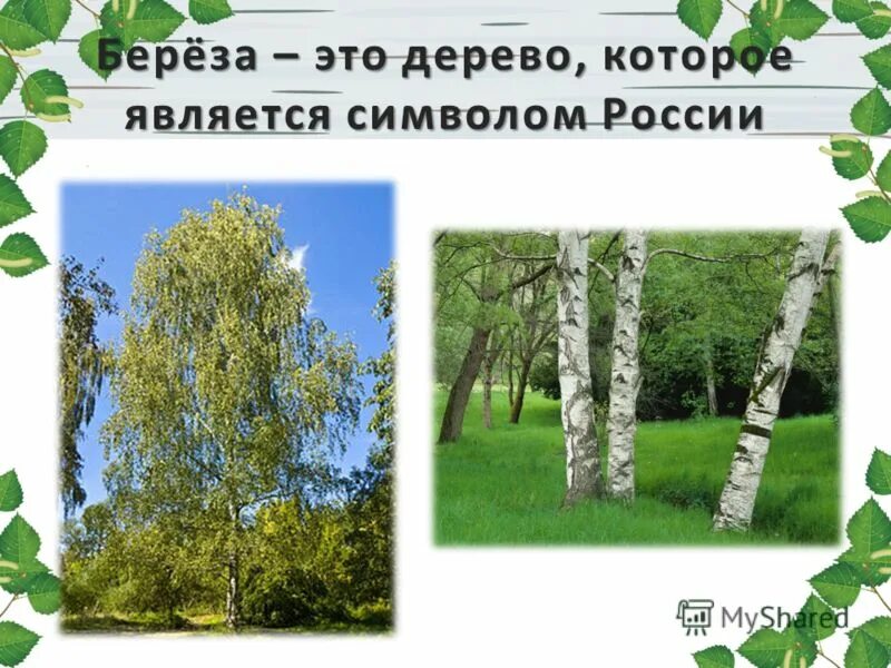 Тема мое любимое дерево. Доклад про березу. Береза символ России. Презентация на тему береза. Описание березы.