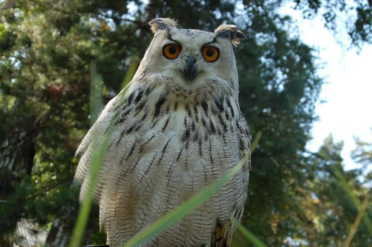 Филин Бубо-Бубо. Виргинский Филин (Bubo virginianus). Крымская ушастая Сова. Филин в Ильменском заповеднике. Крупная совообразная птица