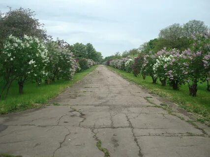 Чайкино черниговская область