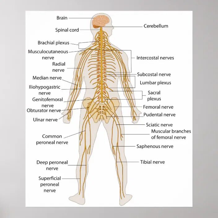 Bodily functions