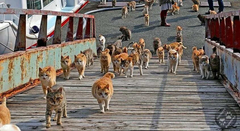 Тасиро остров кошек. Остров Тасиро остров кошек. Тасиро остров кошек в Японии. Остров Фраджост кошачий остров. Японский остров 3