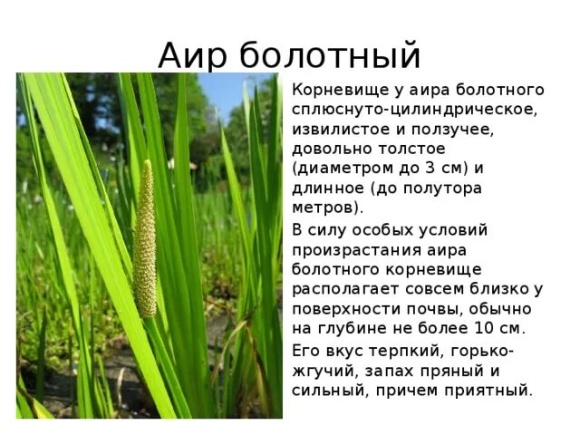 Аир обыкновенный корневища. Аир болотный красная книга. Аир обыкновенный корневища. Аир обыкновенный корневища. Аир обыкновенный корневища.