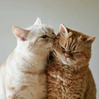 Целую коты картинки