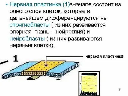 Закладка нервной пластинки