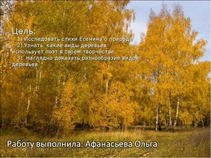 Дерево есенина