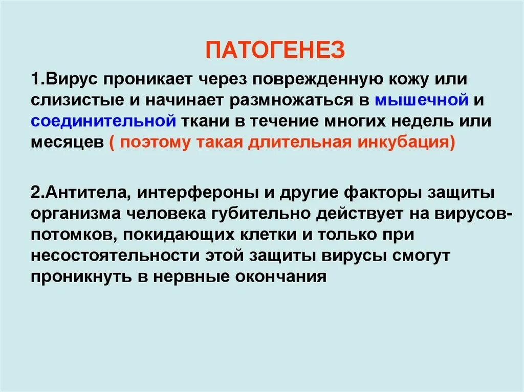 Патогенез вируса. Вирусный патогенез. Вирус бешенства патогенез.