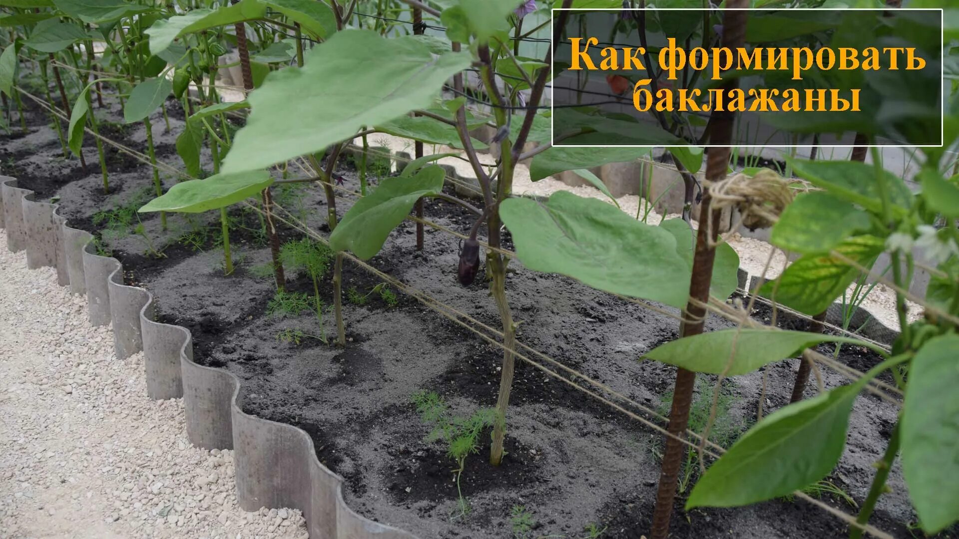 Баклажаны формирование куста. Пасынкование баклажанов. формировка баклажанов. формировка куста баклажана. формировка баклажанов в теплице.