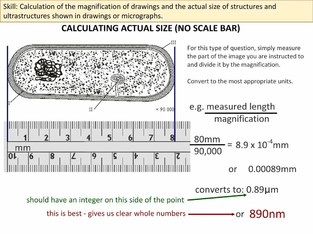 размер клетки человека. формы и размеры клеток. размеры клетки эпителия. определение размер клеток. определение размер клеток.