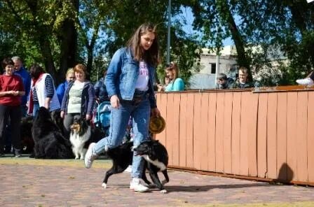 Собаки в узловой
