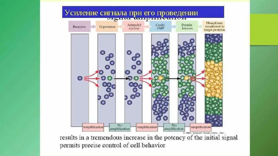 Трансформация сигналов. Механизм преобразования сигнала в рецепторах. усиление внешнего сигнала системами вторичных мессенджеров.. механизмы преобразования рецепторами внешних сигналов.