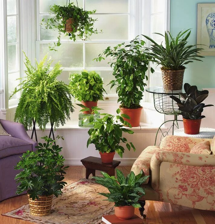 Indoor plants. Кадочные комнатные растения. Кустистые комнатные растения. Комнатные цветы в интерьере. Декоративные растения для интерьера.