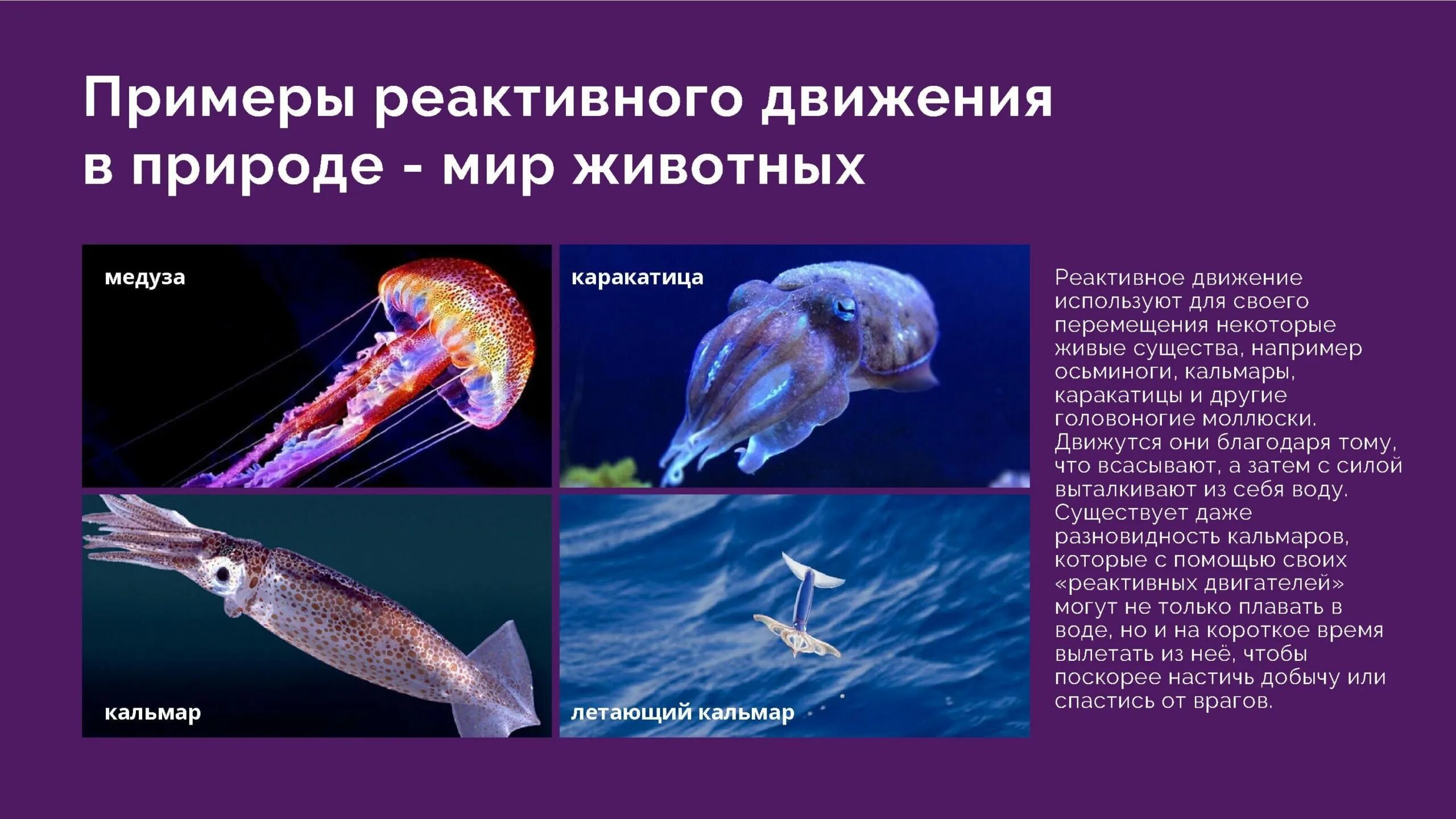 Картинки ПРЕЗЕНТАЦИЯ ПО ФИЗИКЕ РЕАКТИВНОЕ ДВИЖЕНИЕ