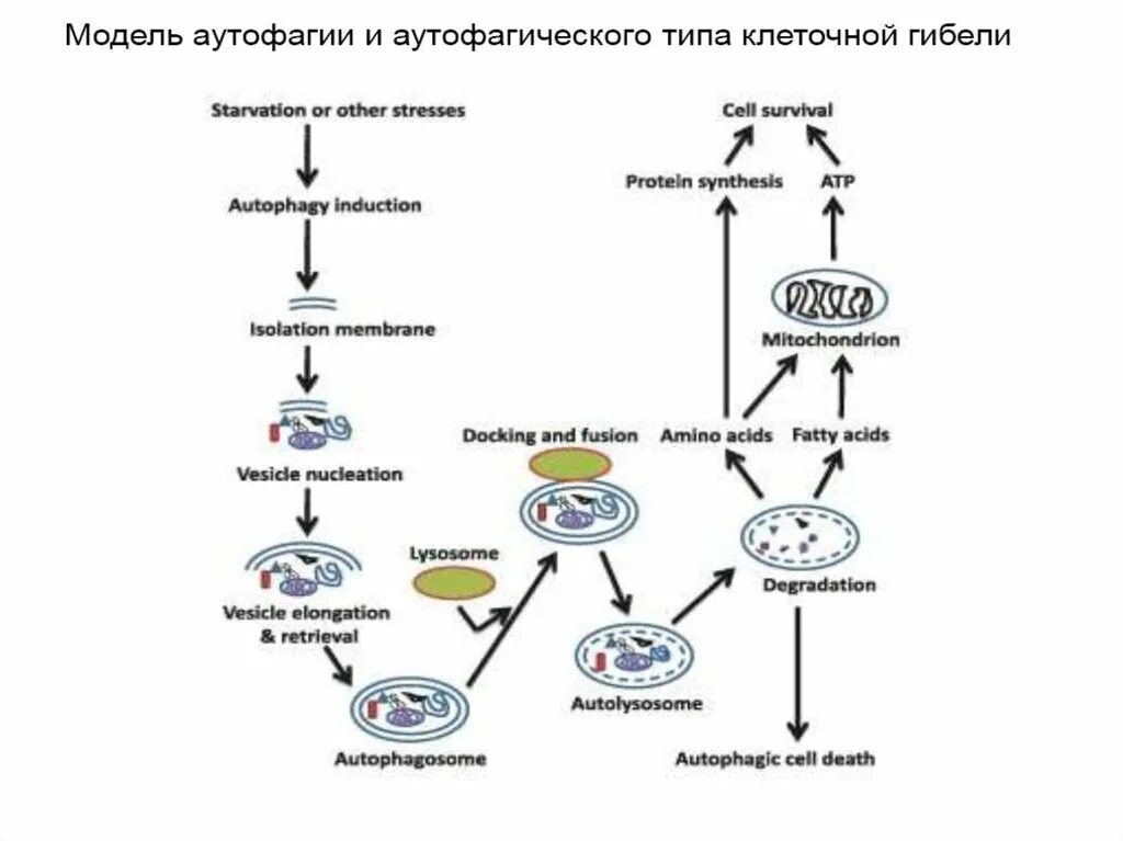 Аутофагия это простыми словами. Аутофагия механизм. Процесс аутофагии схема. Аутофагическая гибель клеток. Аутофагия клетки.