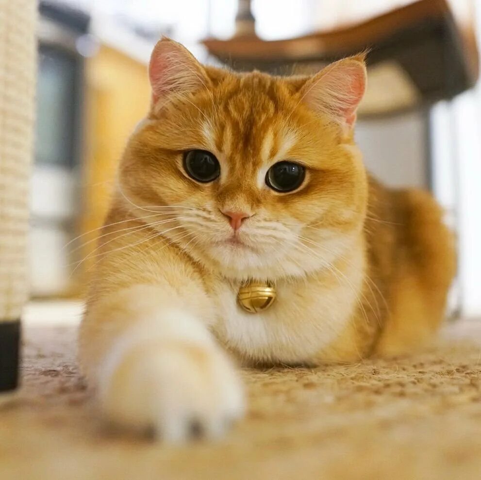 Как зовут котю