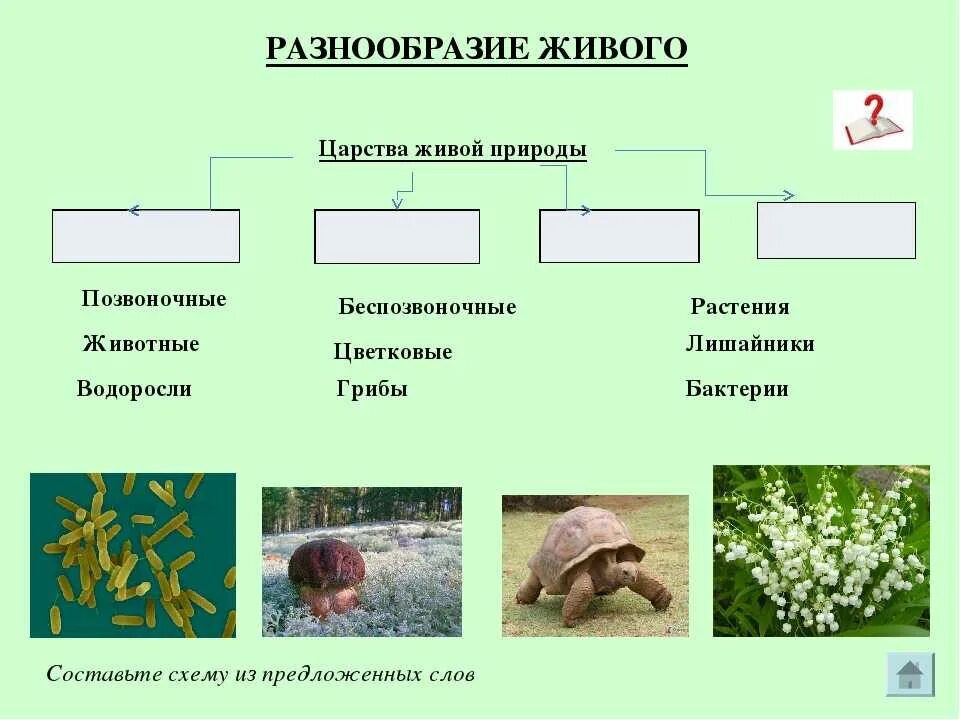 Наибольшее видовое разнообразие наблюдается в царстве. Царство животных царство растений царство грибов царство бактерий. Представители Царств природы. Многообразие Царств живой природы. Царства живой природы схема.