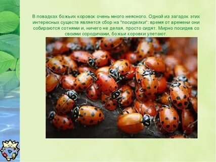 Когда божьи коровки впадают в спячку