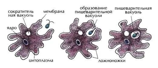 Амеба обыкновенная процессы