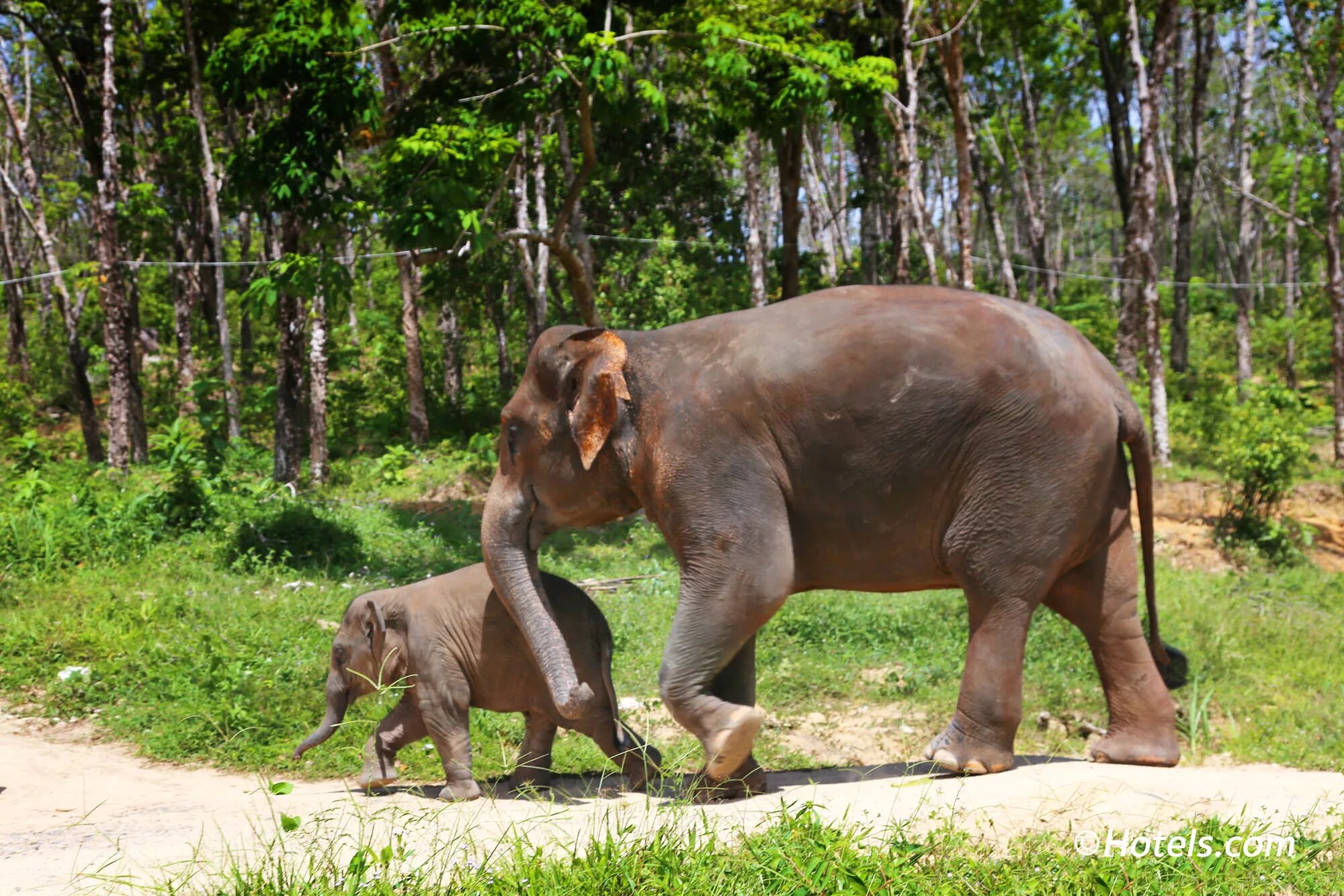 Elephant sanctuary park. Као лак слоны. Убежище слонов Пхукет. Элефант Джангл Пхукет. Пхукет слоны заповедник.