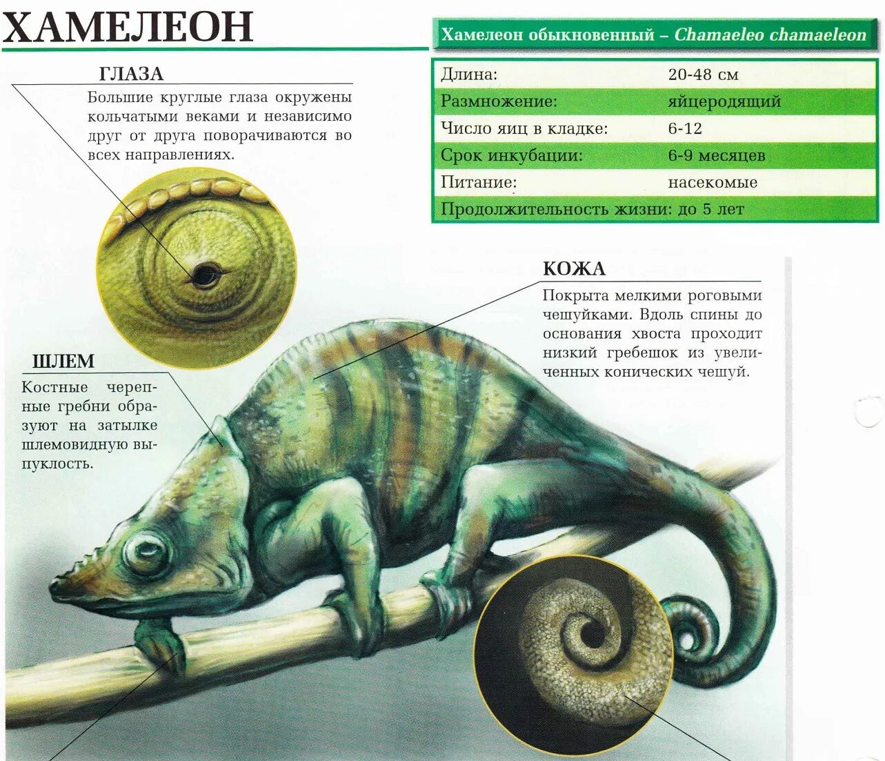 Строение хамелеона. Внешнее строение хамелеона. Внутреннее строение хамелеона. Хамелеон строение тела. Хамелеон схема
