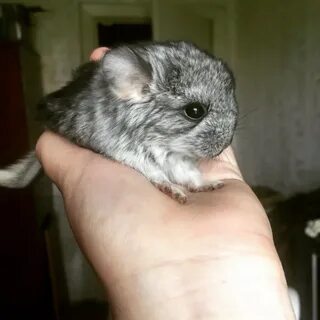 Сера шиншилле