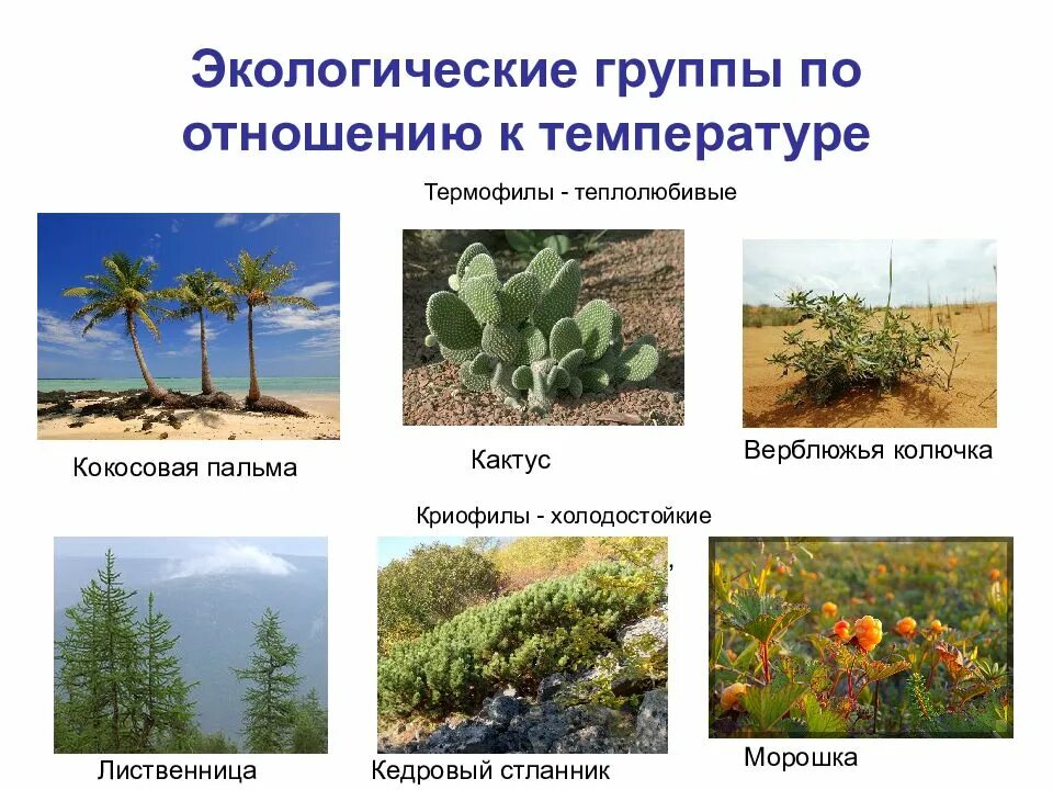 Природная группа. Криофилы и термофилы. Группы растений по отношению к температуре. Теплолюбивые растения и холодостойкие растения. Растения по отношению к теплу.