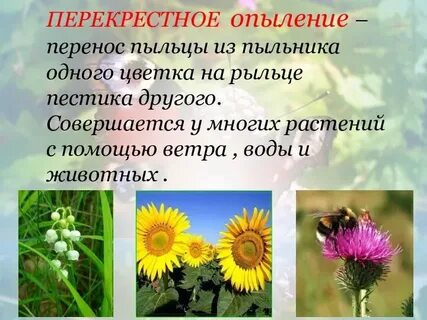 Соцветия опыление
